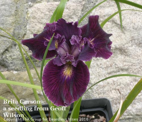 Brita Carson - a seedling from Geoff Wilson